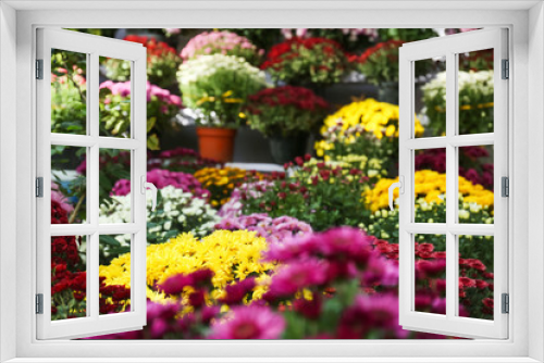 Fototapeta Naklejka Na Ścianę Okno 3D - View of fresh beautiful colorful chrysanthemum flowers outdoors