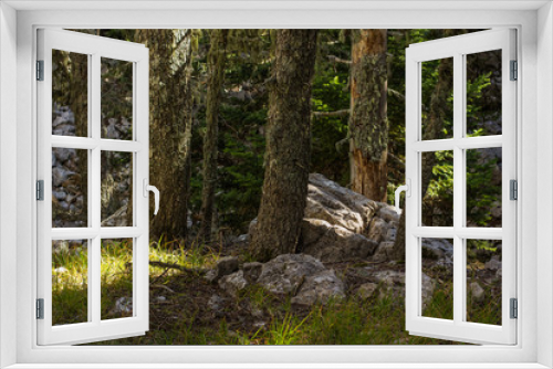 Fototapeta Naklejka Na Ścianę Okno 3D - vivid deep forest mountain nature scenery landscape with stones rocks between trees and bright sun rays in morning fresh spring season weather time  