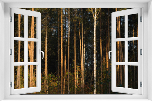Fototapeta Naklejka Na Ścianę Okno 3D - Forest with high trees background