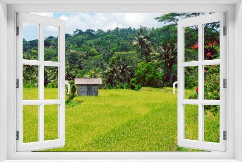 Fototapeta Naklejka Na Ścianę Okno 3D - House in a rice field. Indonesia, Bali