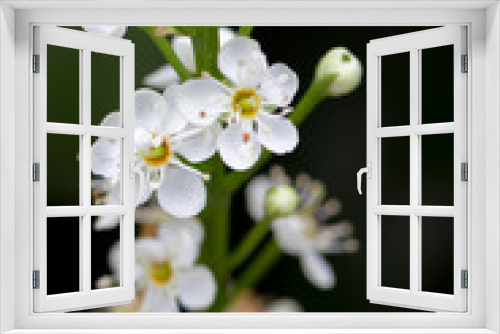 Fototapeta Naklejka Na Ścianę Okno 3D - Lorbeerkirsche (Prunus laurocerasus Schipkaensis Macropylla)