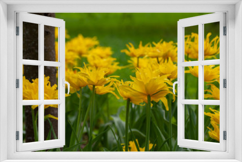 Fototapeta Naklejka Na Ścianę Okno 3D - yellow flower tulips in the garden