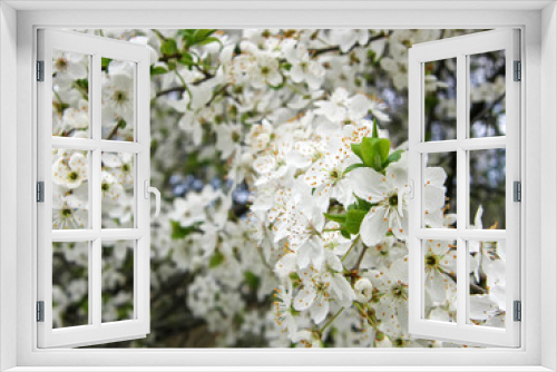 Fototapeta Naklejka Na Ścianę Okno 3D - blooming cherry tree