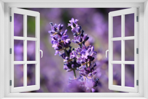 Fototapeta Naklejka Na Ścianę Okno 3D - Blühender Lavendel
