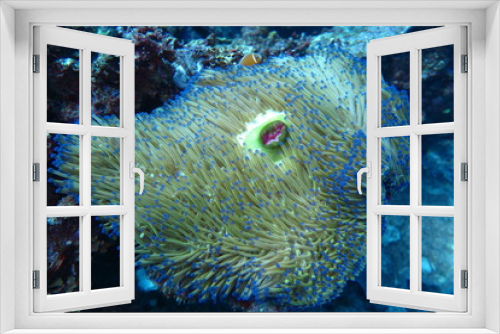Fototapeta Naklejka Na Ścianę Okno 3D - Underwater Fiji