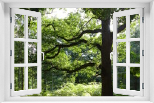 Fototapeta Naklejka Na Ścianę Okno 3D - Bel arbre
