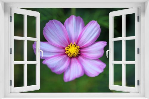 Fototapeta Naklejka Na Ścianę Okno 3D - Blütenpracht 2