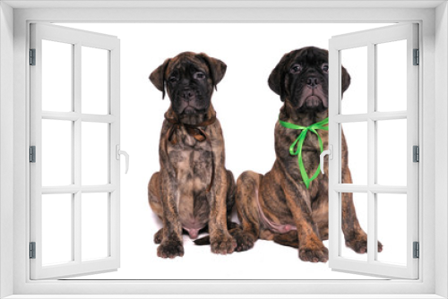 Fototapeta Naklejka Na Ścianę Okno 3D - Two Puppy Brothers