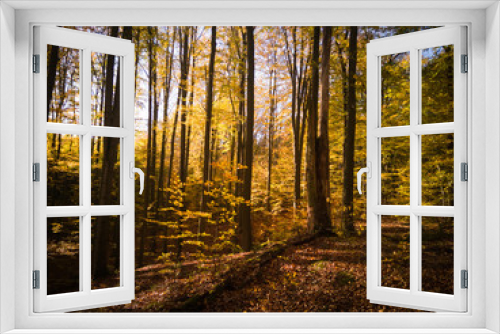Fototapeta Naklejka Na Ścianę Okno 3D - Bunter Buchenwald im Herbst. 