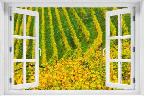 Fototapeta Naklejka Na Ścianę Okno 3D - Picturesque autumnal view on rows of colourful vineyards in Novacella, Varna in South Tyrol. Foliage on the trees in forest and mountain scenery in winemaking region of Northern Italy, Europe.