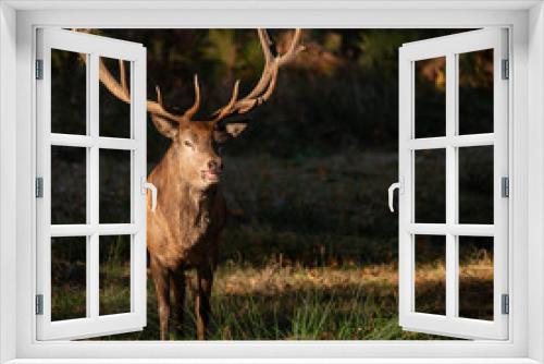 Fototapeta Naklejka Na Ścianę Okno 3D - Beautiful portrait of red deer stag Cervus Elaphus in colorful Autumn Fall woodland landscape