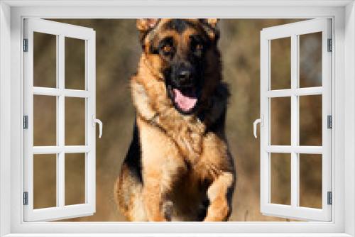 Fototapeta Naklejka Na Ścianę Okno 3D - german shepherd dog outdoor