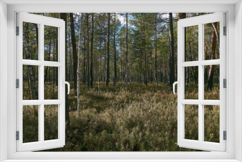 Fototapeta Naklejka Na Ścianę Okno 3D - Coniferous bog forest in autumn