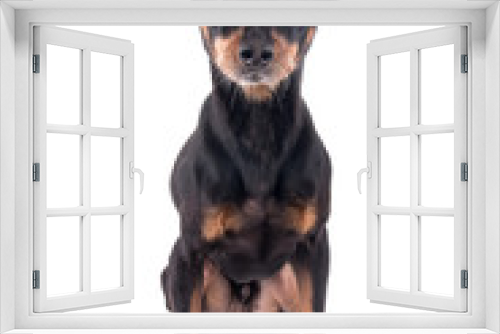Fototapeta Naklejka Na Ścianę Okno 3D - German pinscher dog breed