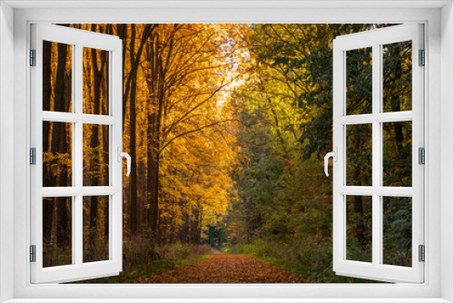 Fototapeta Naklejka Na Ścianę Okno 3D - Footpath in autumn forest, panoramic landscape