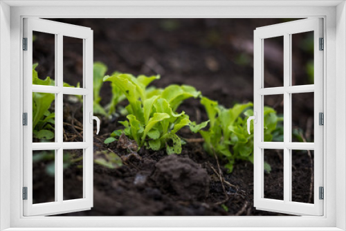 Fototapeta Naklejka Na Ścianę Okno 3D - Just growing fresh green salad in the spring time on the black soil