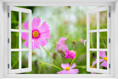 Fototapeta Naklejka Na Ścianę Okno 3D - Cosmos flowers blooming in the garden.Pink and red cosmos flowers garden, soft focus and look in blue color tone.Cosmos flowers blooming in Field.