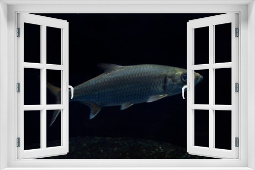 Fototapeta Naklejka Na Ścianę Okno 3D - Indo-Pacific tarpon, oxeye herring, herring (Megalops cyprinoides).