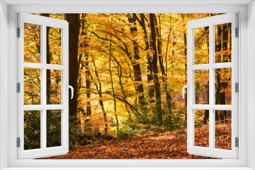 Fototapeta Naklejka Na Ścianę Okno 3D - A romantic and fairytale autumn forest, Lüneburger Heide, Northern Germany