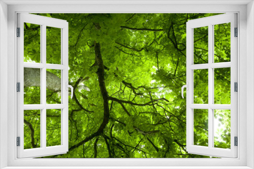 Fototapeta Naklejka Na Ścianę Okno 3D - Kastanienbaum