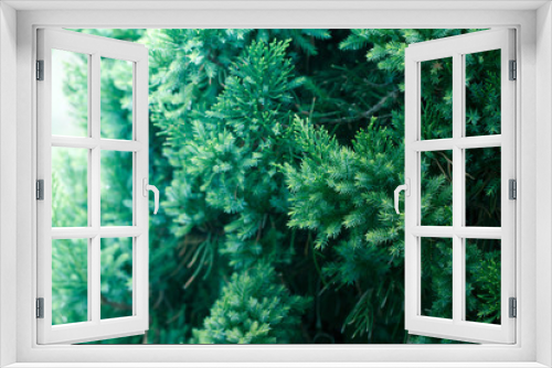 Fototapeta Naklejka Na Ścianę Okno 3D - Pine tree, Evergreen juniper background. Christmas and Winter wallpaper