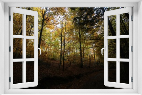 Fototapeta Naklejka Na Ścianę Okno 3D - forêt en automne