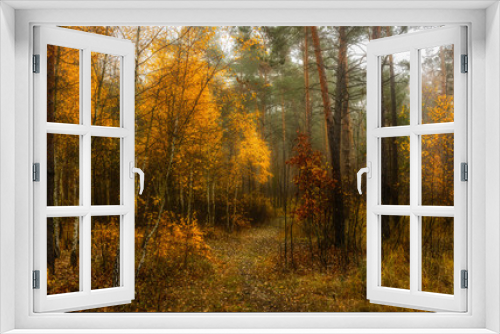 Fototapeta Naklejka Na Ścianę Okno 3D - Walk in the autumn. Forest. Landscape. Nature. . Autumn. Autumn colors.