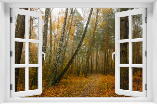 Fototapeta Naklejka Na Ścianę Okno 3D - Walk in the autumn. Forest. Landscape. Nature. . Autumn. Autumn colors.
