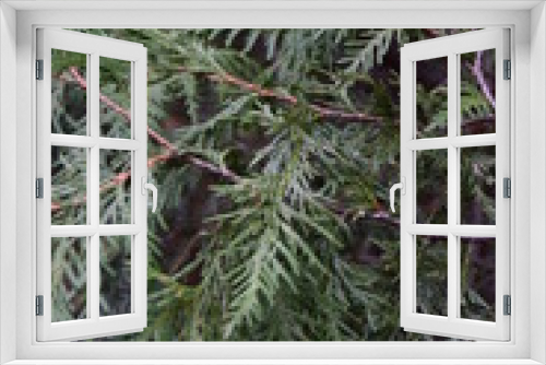 Fototapeta Naklejka Na Ścianę Okno 3D - Cedar tree branch