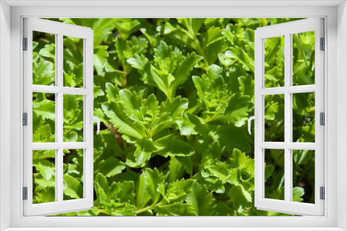 Fototapeta Naklejka Na Ścianę Okno 3D - Grüne Pflanzen
