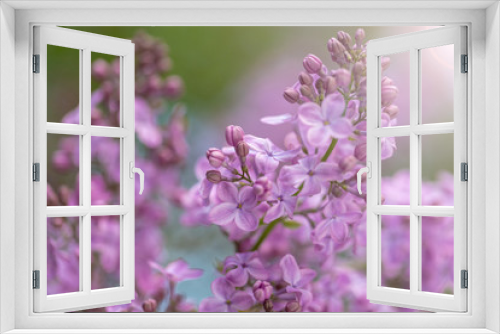 Fototapeta Naklejka Na Ścianę Okno 3D -  lilac blossoms on branches