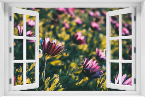 Fototapeta Naklejka Na Ścianę Okno 3D - Pink osteospermum ecklonis flower