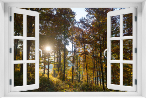 Fototapeta Naklejka Na Ścianę Okno 3D - Trees in autumn season background. Autumn lansdscape