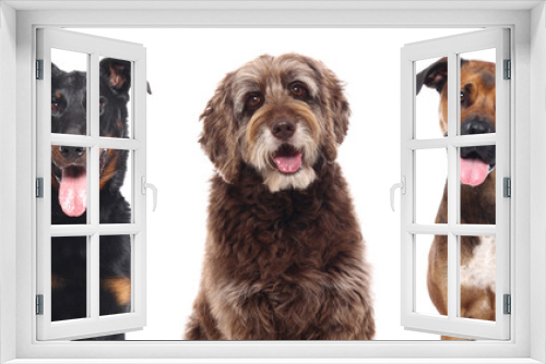 Fototapeta Naklejka Na Ścianę Okno 3D - Group of dogs