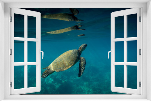 Fototapeta Naklejka Na Ścianę Okno 3D - Hawaiian Green Sea Turtle Surfacing to Breathe