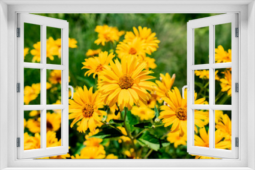 Fototapeta Naklejka Na Ścianę Okno 3D - Yellow Rudbeckia Coneflower and Black-Eyed-Susan Sunflowers in Bloom during the warm summer sun.