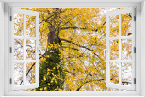 Fototapeta Naklejka Na Ścianę Okno 3D - trees with yellow leaves covered with green mosses inside forest on a cloudy day