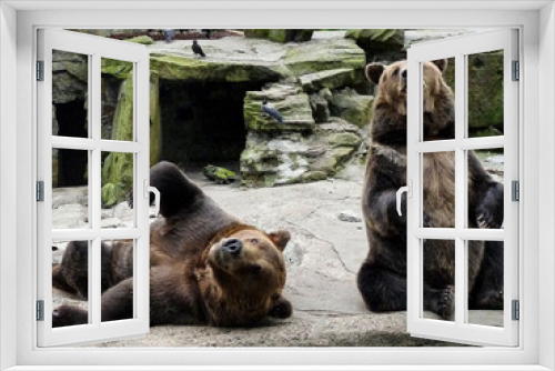 Fototapeta Naklejka Na Ścianę Okno 3D - funny brown bears on stone rocks, in unusual poses