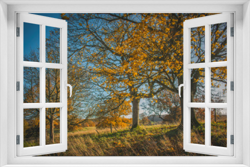 Fototapeta Naklejka Na Ścianę Okno 3D - Autumn Landscape with trees and falling leafs in Scotland 