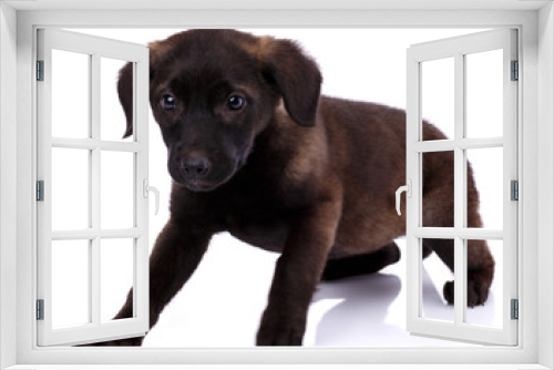 Fototapeta Naklejka Na Ścianę Okno 3D - Charming funny puppy on a white background