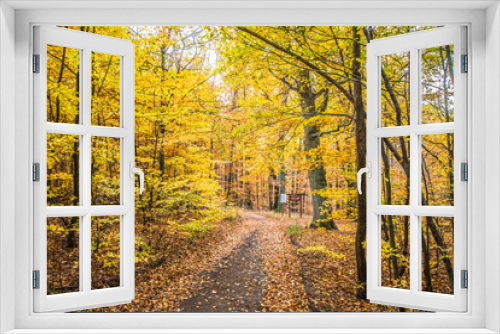 Fototapeta Naklejka Na Ścianę Okno 3D - Beech forest with a road running through it with a plank at the entrance with the name of the national park of Buki Zdroiskie, Poland 