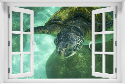 Fototapeta Naklejka Na Ścianę Okno 3D - Large Sea Turtle Underwater
