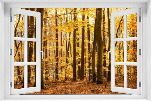 Fototapeta Naklejka Na Ścianę Okno 3D - Looking into a golden forest in autumn fall