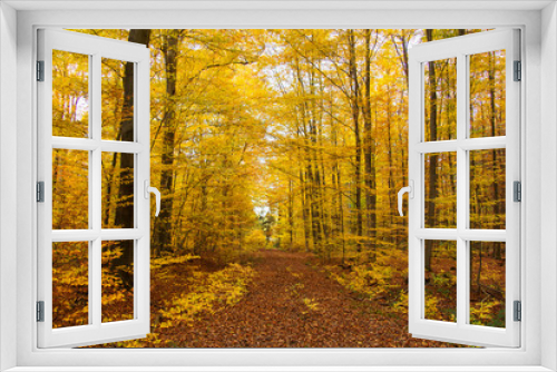 Fototapeta Naklejka Na Ścianę Okno 3D - Herbstwald im Kottenforst bei Bonn