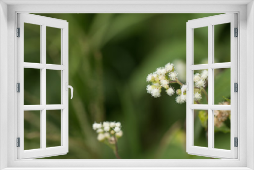Fototapeta Naklejka Na Ścianę Okno 3D - Close up of white meadow flowers in field or grass flower