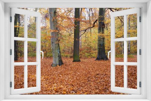 Fototapeta Naklejka Na Ścianę Okno 3D - Bunter Laubwald im Herbst 
