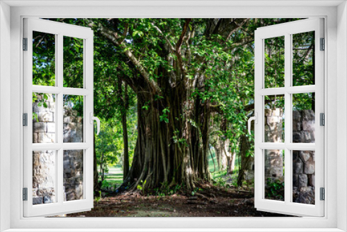 Fototapeta Naklejka Na Ścianę Okno 3D - Big Green Tree