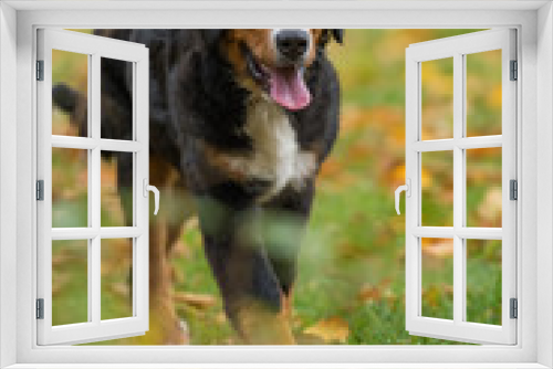 Fototapeta Naklejka Na Ścianę Okno 3D - Young bernese mountain dog in a garden