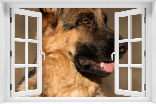 Fototapeta Naklejka Na Ścianę Okno 3D - Shepherd dog portrait outdoors