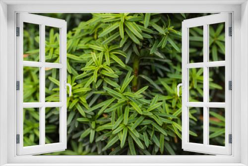 Fototapeta Naklejka Na Ścianę Okno 3D - European yew (Taxus baccata) is a conifer native to western, central and southern Europe, northwest Africa, northern Iran and southwest Asia.